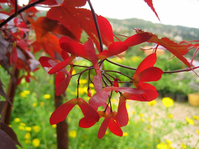 AUB Landscape Plant Database