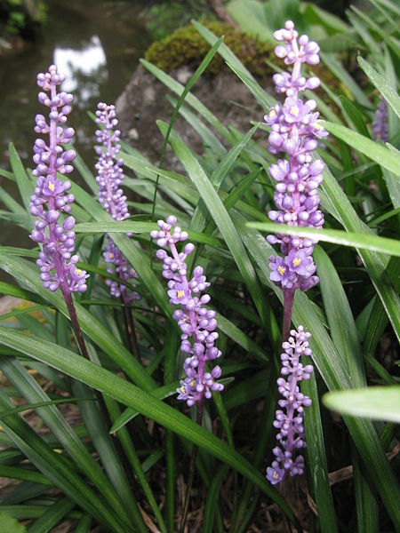 AUB Landscape Plant Database