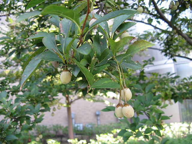 AUB Landscape Plant Database