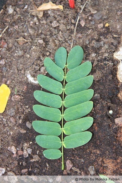 AUB Landscape Plant Database