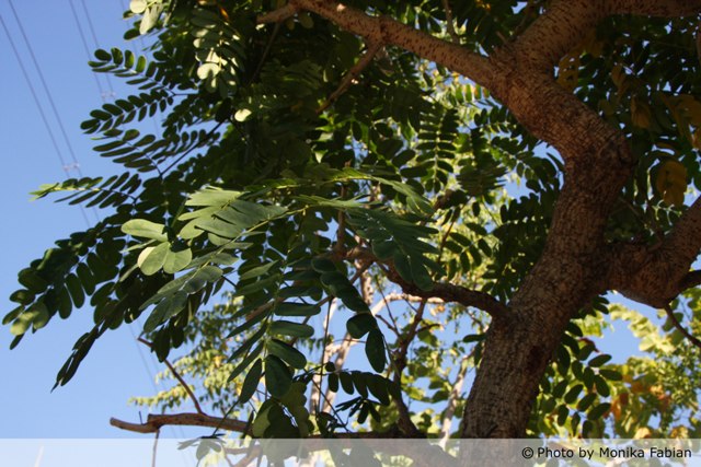 AUB Landscape Plant Database