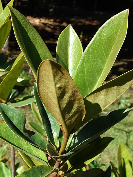 AUB Landscape Plant Database