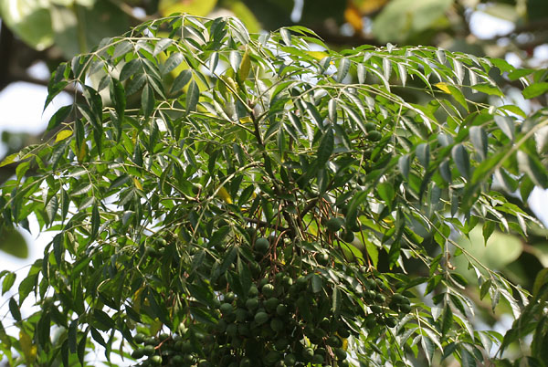 AUB Landscape Plant Database