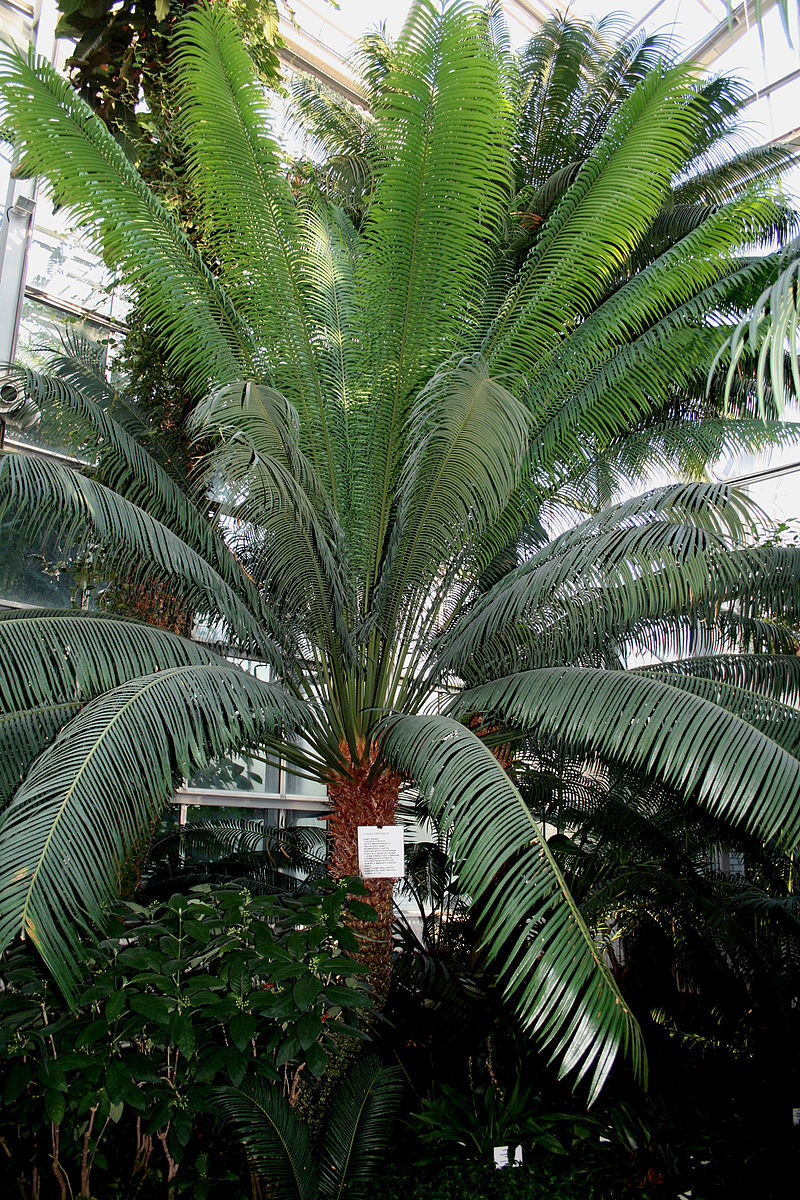 AUB Landscape Plant Database