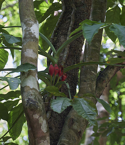 AUB Landscape Plant Database