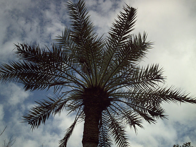 AUB Landscape Plant Database