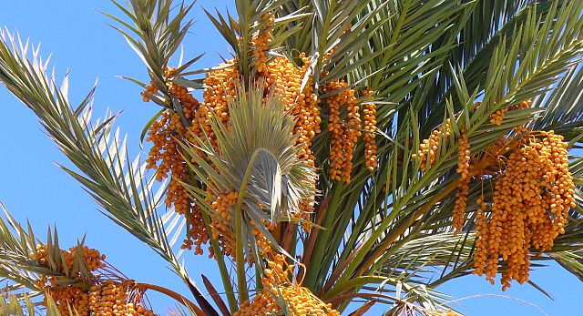 AUB Landscape Plant Database