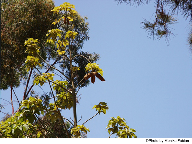 AUB Landscape Plant Database