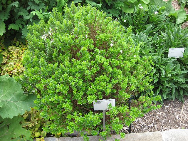 AUB Landscape Plant Database