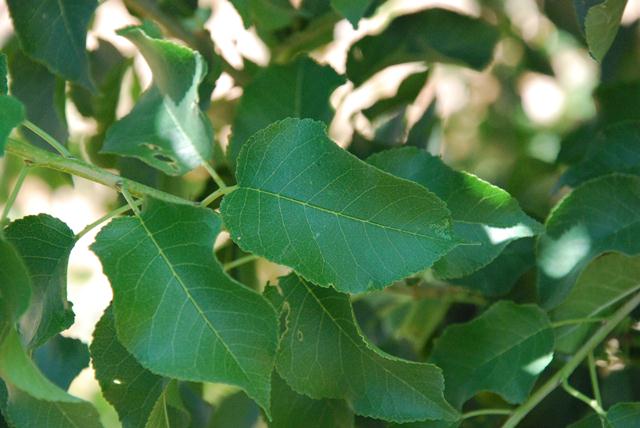 AUB Landscape Plant Database