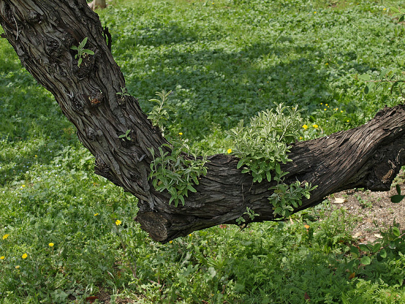 AUB Landscape Plant Database