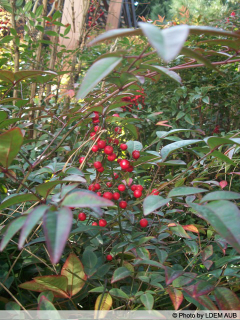 AUB Landscape Plant Database