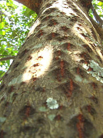 AUB Landscape Plant Database