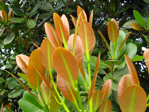 AUB Landscape Plant Database