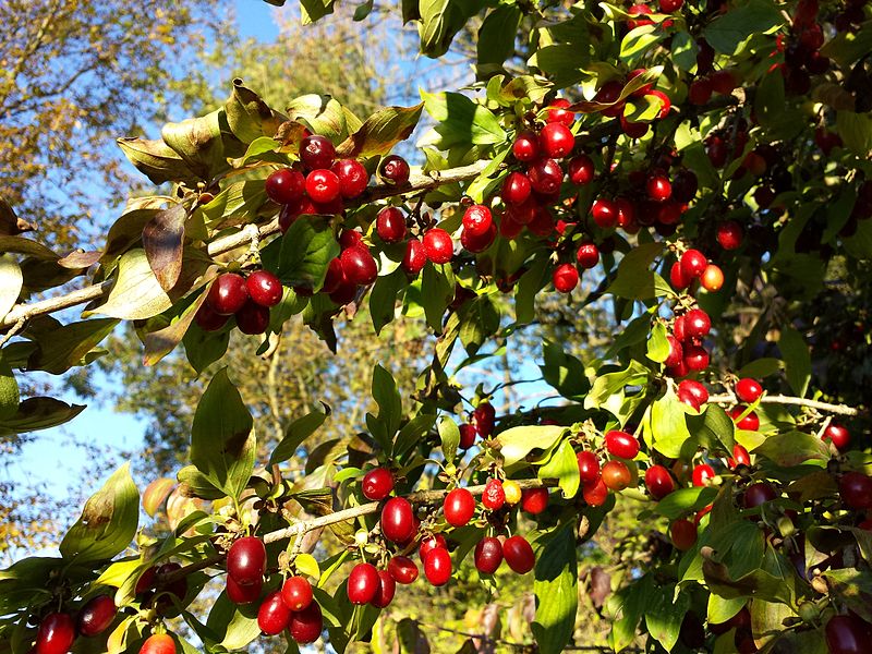 AUB Landscape Plant Database