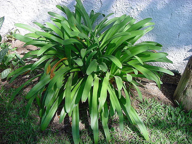 AUB Landscape Plant Database