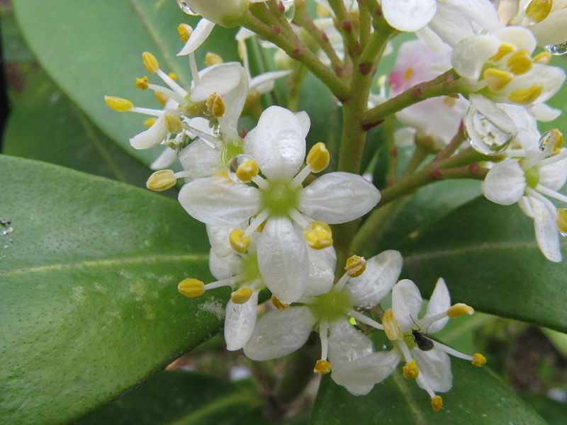 AUB Landscape Plant Database