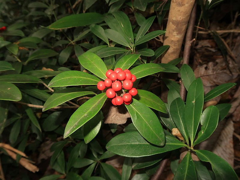 AUB Landscape Plant Database