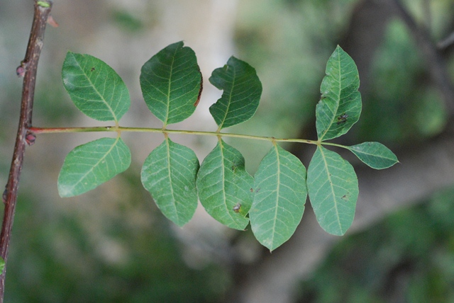 AUB Landscape Plant Database