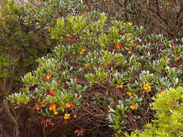 AUB Landscape Plant Database