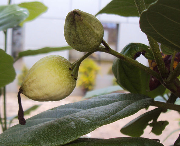 AUB Landscape Plant Database