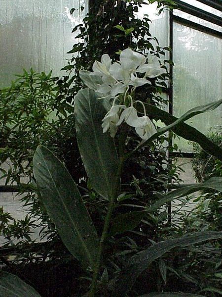 AUB Landscape Plant Database