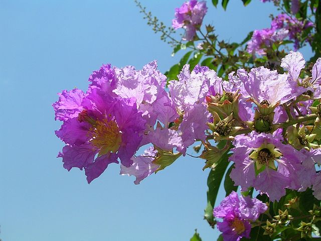 AUB Landscape Plant Database