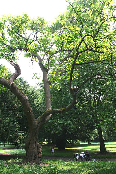 AUB Landscape Plant Database