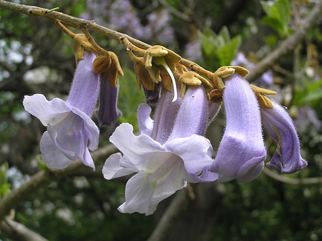 AUB Landscape Plant Database