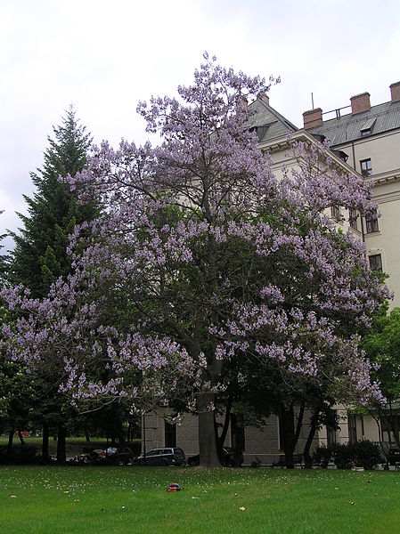 AUB Landscape Plant Database