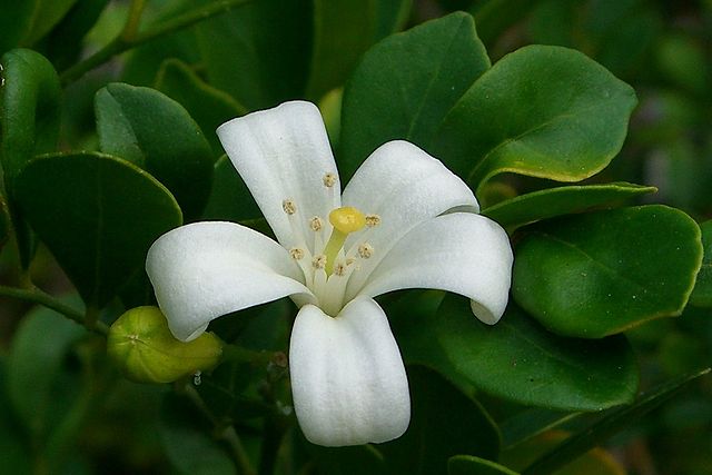AUB Landscape Plant Database