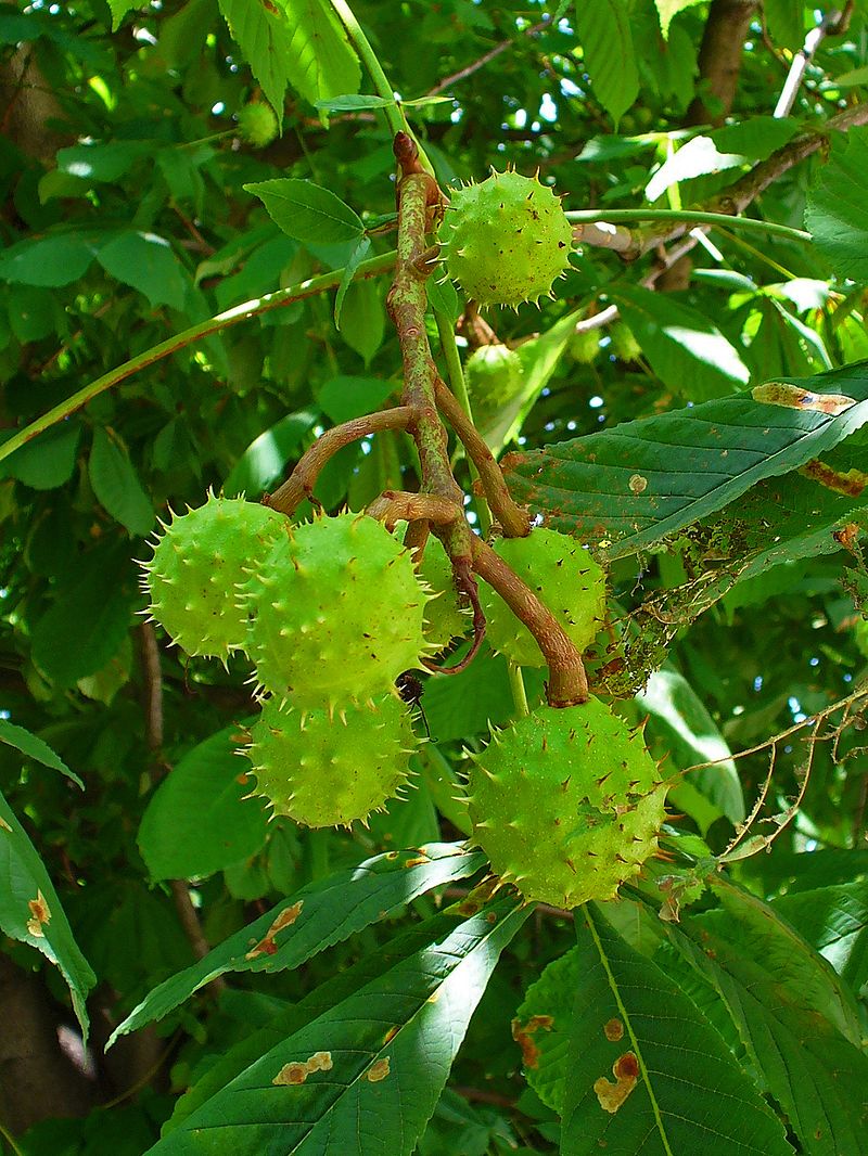 AUB Landscape Plant Database