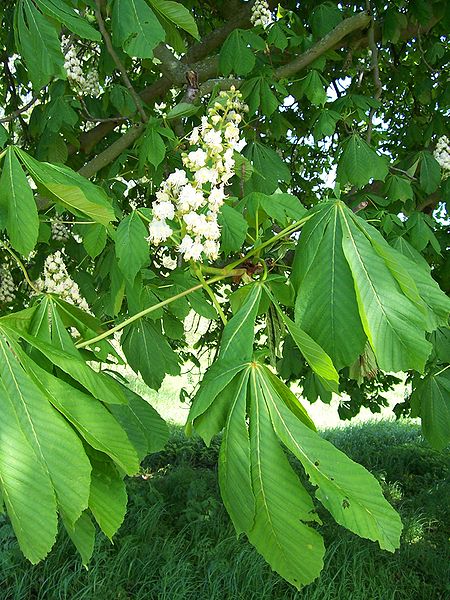 AUB Landscape Plant Database