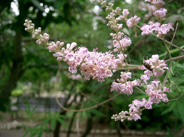 AUB Landscape Plant Database