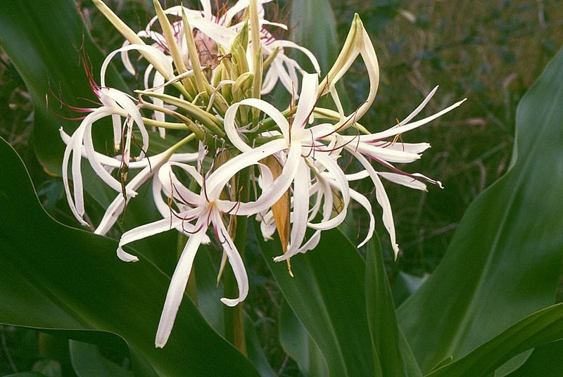 AUB Landscape Plant Database