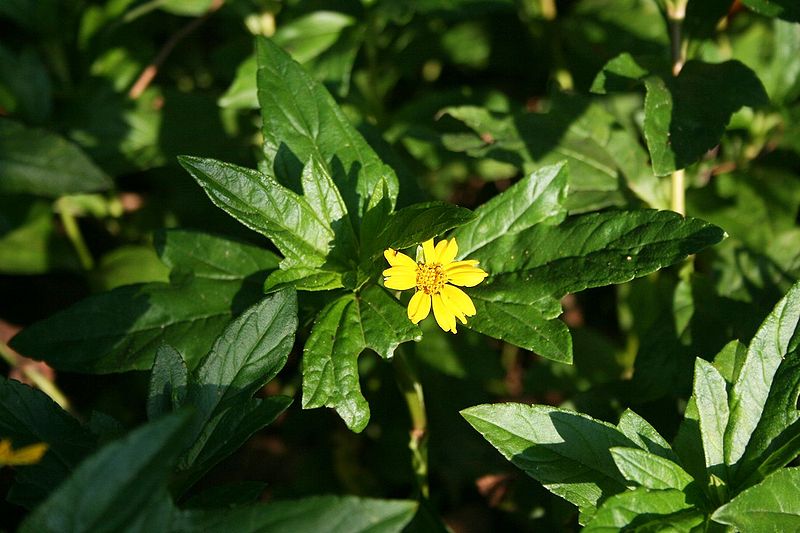 AUB Landscape Plant Database