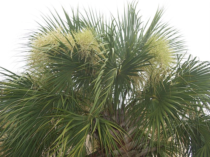 AUB Landscape Plant Database