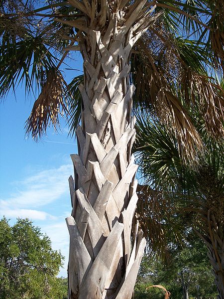 AUB Landscape Plant Database