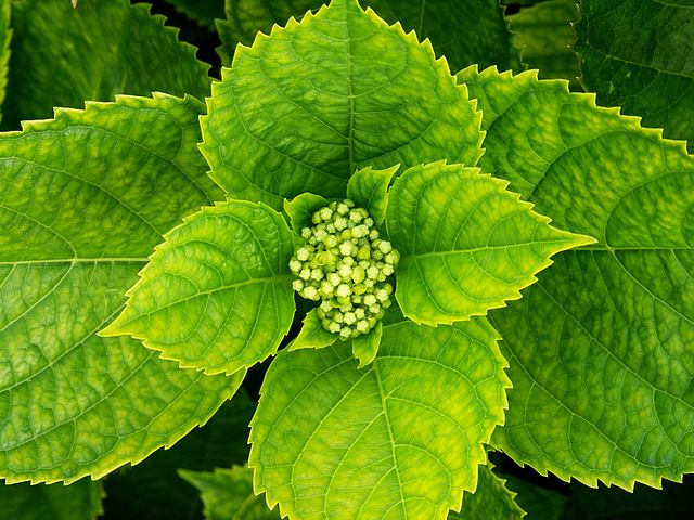 AUB Landscape Plant Database