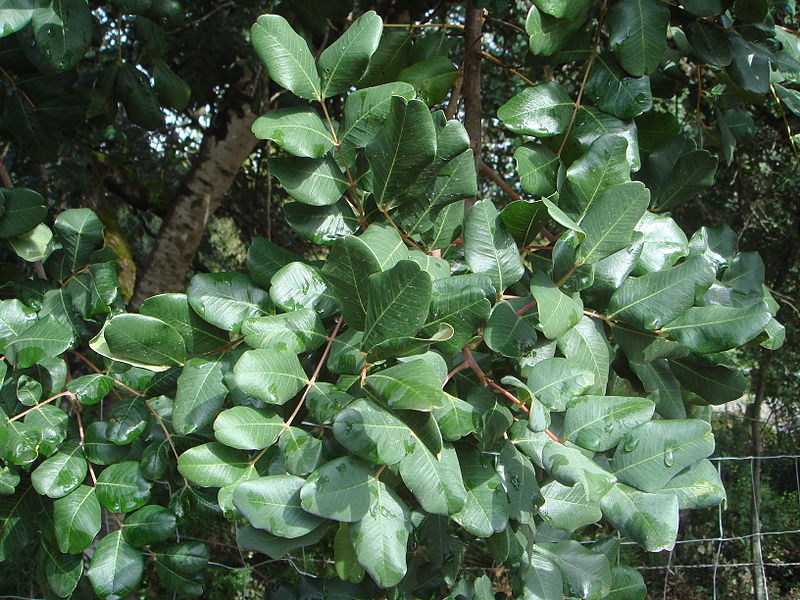 AUB Landscape Plant Database