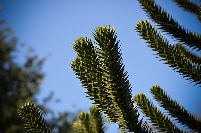 AUB Landscape Plant Database
