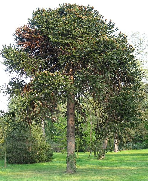 AUB Landscape Plant Database