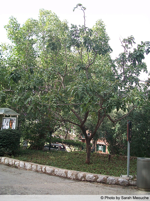 AUB Landscape Plant Database