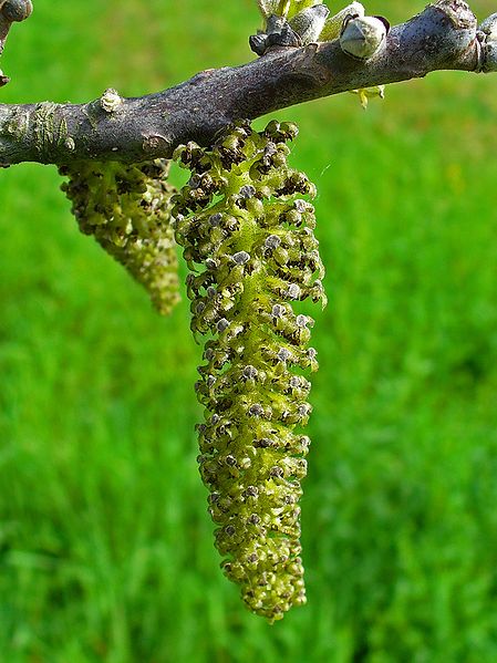 AUB Landscape Plant Database