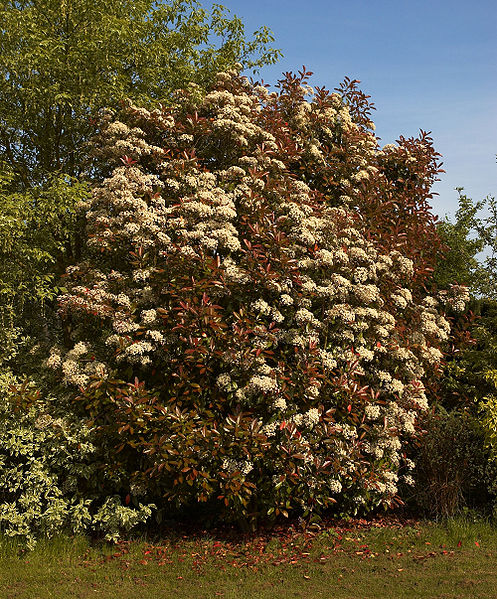 AUB Landscape Plant Database
