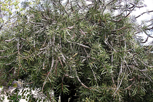 AUB Landscape Plant Database