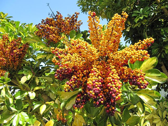 AUB Landscape Plant Database