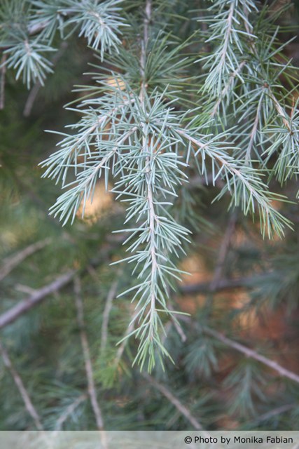 AUB Landscape Plant Database
