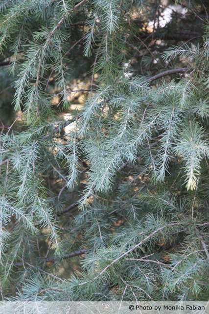 AUB Landscape Plant Database