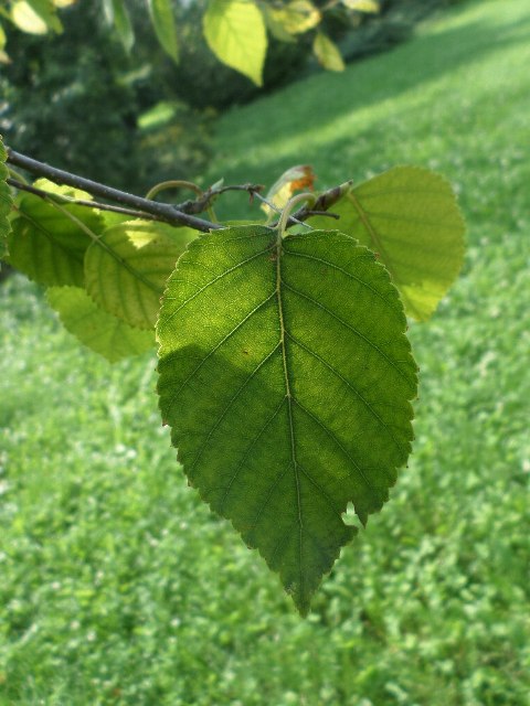 AUB Landscape Plant Database